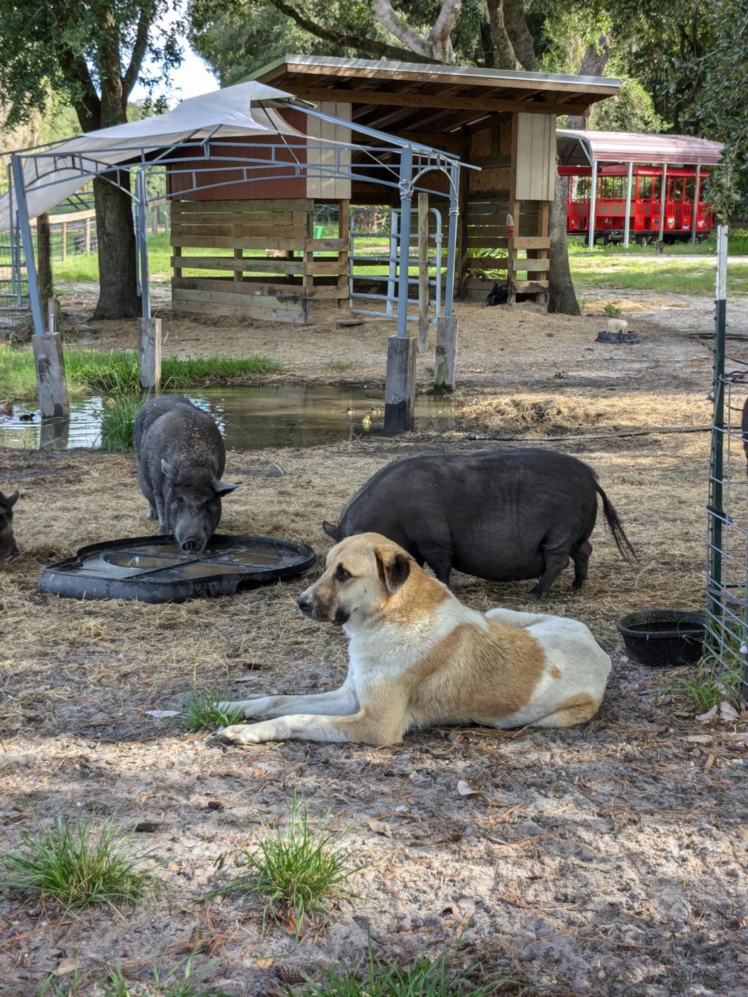 Rooterville Animal Sanctuary Melrose Exterior photo