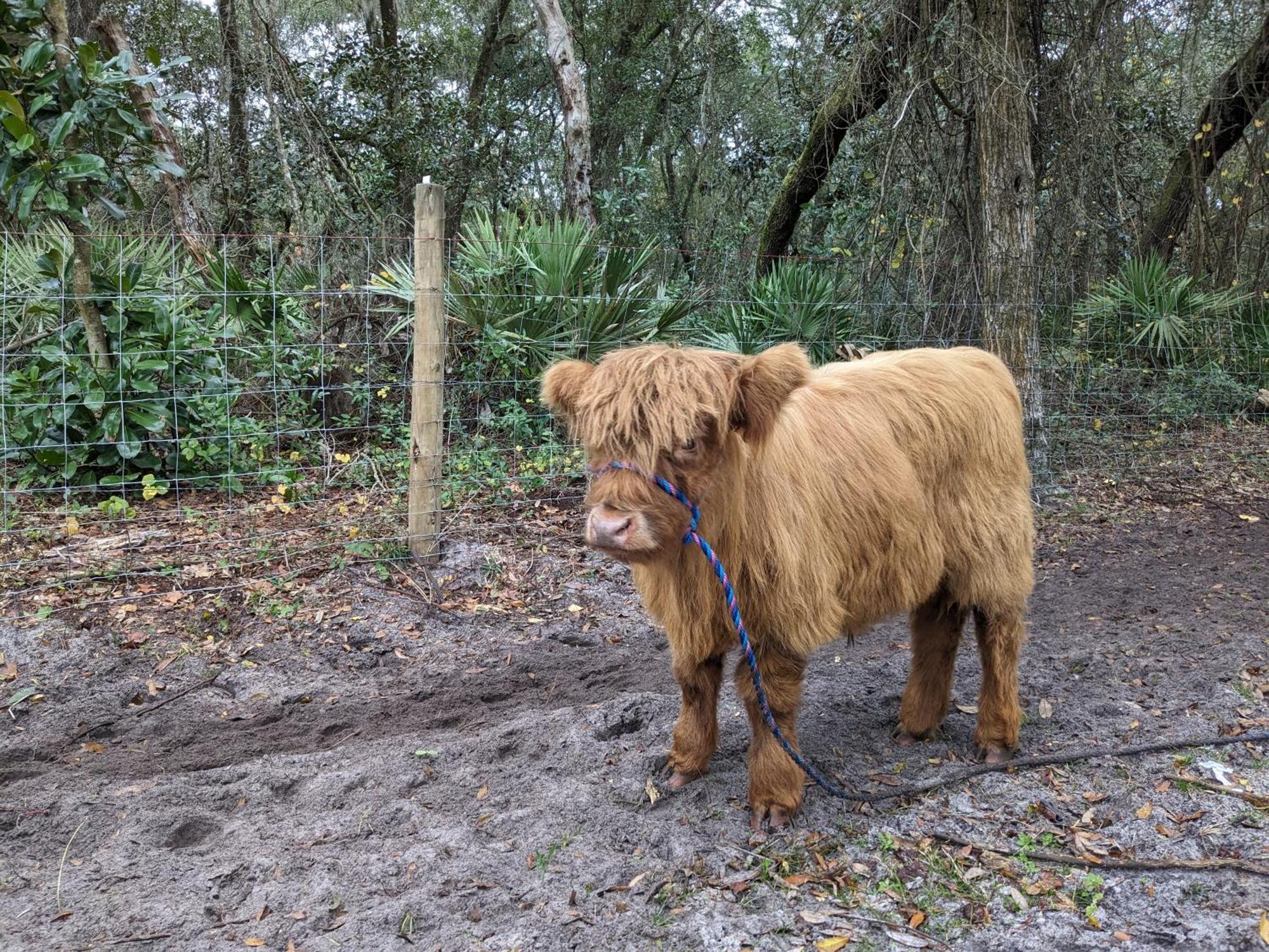 Rooterville Animal Sanctuary Melrose Exterior photo