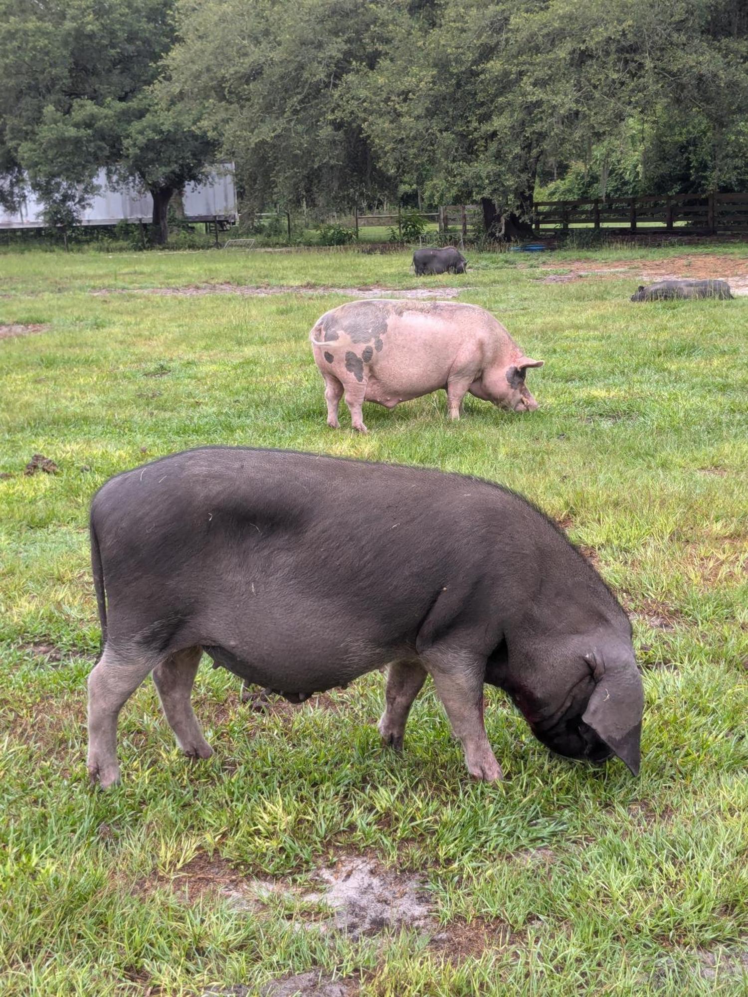 Rooterville Animal Sanctuary Melrose Exterior photo