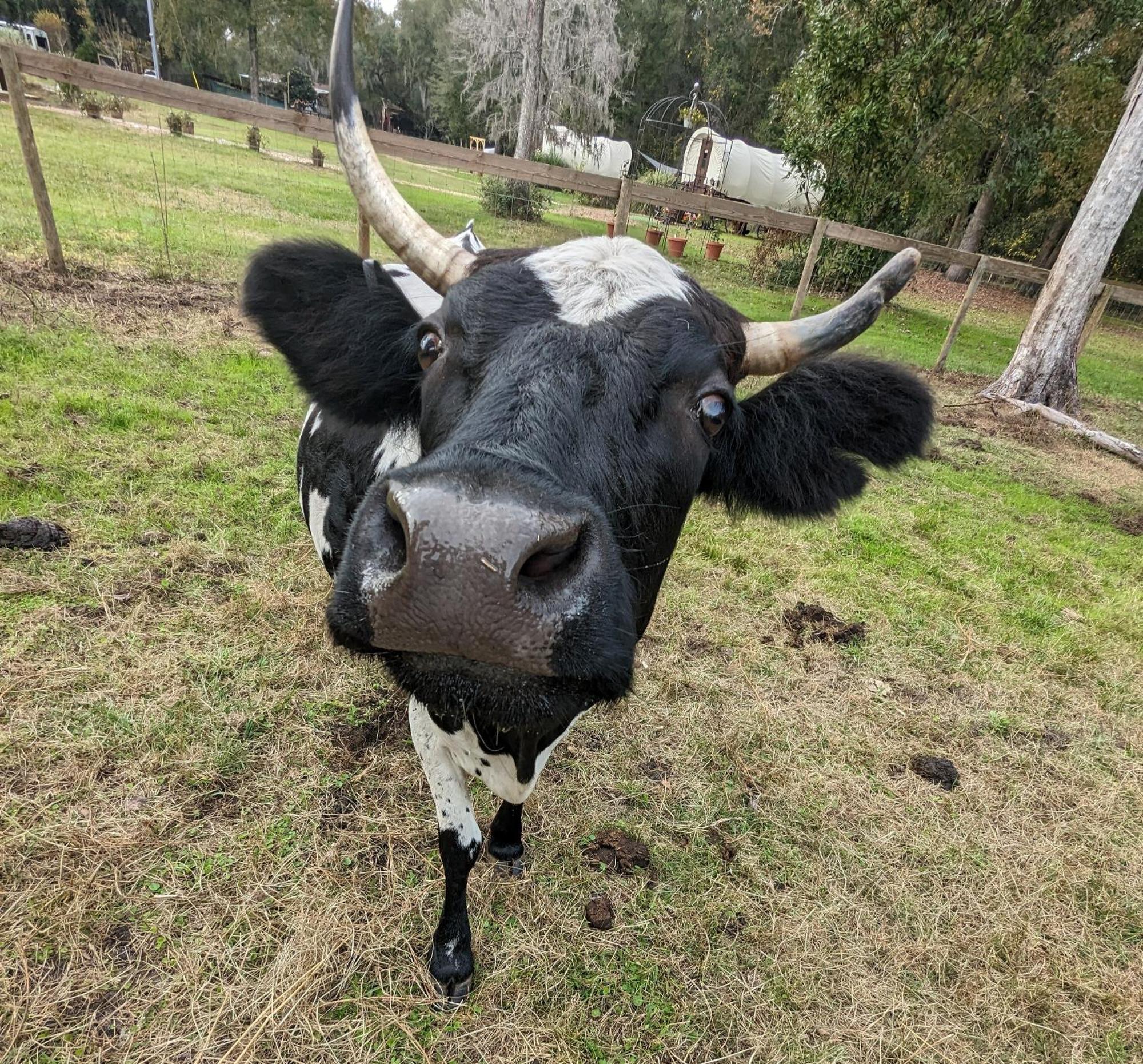 Rooterville Animal Sanctuary Melrose Exterior photo